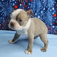 AKC Zoey's Blue & White Male Puppy 2, a male Boston Terrier for sale in Mount Olive, NC – 8 of 10