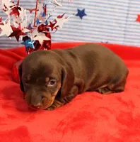 AKC Heidi's Chocolate & Tan Male Puppy 3, a male Miniature Dachshund for sale in Mount Olive, NC – 6 of 9
