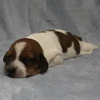 AKC Mae Mae's Red & White Piebald Male Puppy 2, a male Miniature Dachshund for sale in Mount Olive, NC – 1 of 10