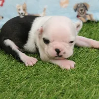 AKC Polly's White Face Female Puppy 3, a female Boston Terrier for sale in Mount Olive, NC – 8 of 10