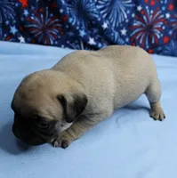 AKC Candy's Fawn Male Puppy 3, a male Pug for sale in Mount Olive, NC – 10 of 10