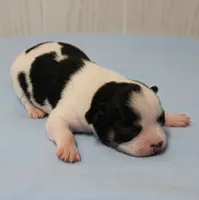 Chelsea's Black, White & Tan Party Male Puppy 2, a male Chihuahua for sale in Mount Olive, NC – 2 of 10