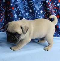 AKC Candy's Fawn Male Puppy 6, a male Pug for sale in Mount Olive, NC – 1 of 10