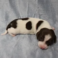 AKC Mae Mae's Black & White Piebald Male Puppy , a male Miniature Dachshund for sale in Mount Olive, NC – 6 of 10