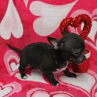 Lucy's Black Male Puppy 1, a male Chihuahua for sale in Mount Olive, NC – Photo 7 of 10