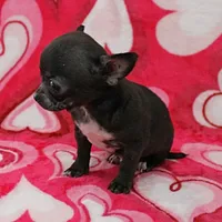 Lucy's Black Male Puppy 1, a male Chihuahua for sale in Mount Olive, NC – Photo 9 of 10