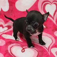 Lucy's Black Male Puppy 1, a male Chihuahua for sale in Mount Olive, NC – Photo 1 of 10