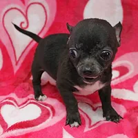 Lucy's Black Male Puppy 1, a male Chihuahua for sale in Mount Olive, NC – Photo 10 of 10