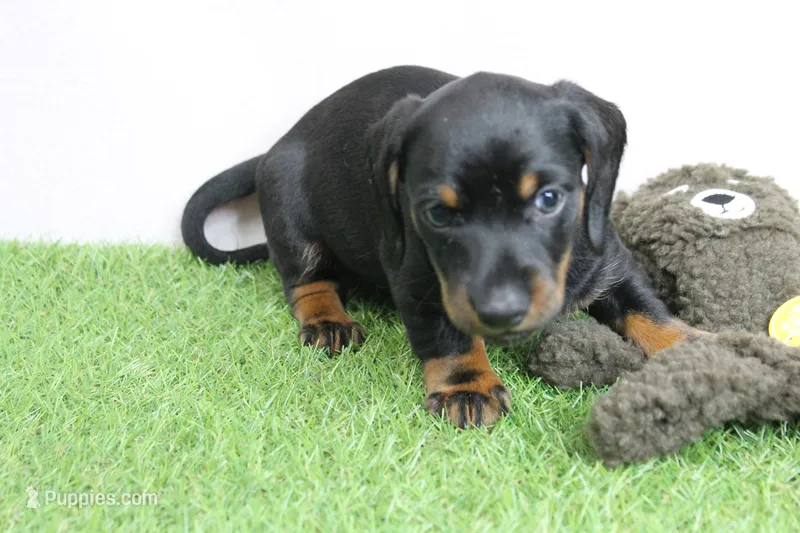 AKC Maggie's Black & Tan Male Puppy 3 – Miniature Dachshund puppy on hold in Mount Olive, NC