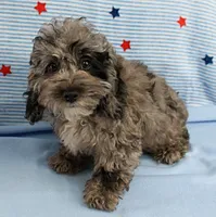 Twinkle's Blue Merle Female Puppy 1, a female Cockapoo for sale in Mount Olive, NC – 8 of 10