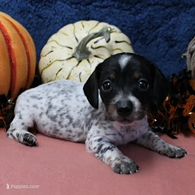 AKC Freckles Black & Tan Piebald on White Female Puppy 2 – Miniature Dachshund puppy for sale in Mount Olive, NC