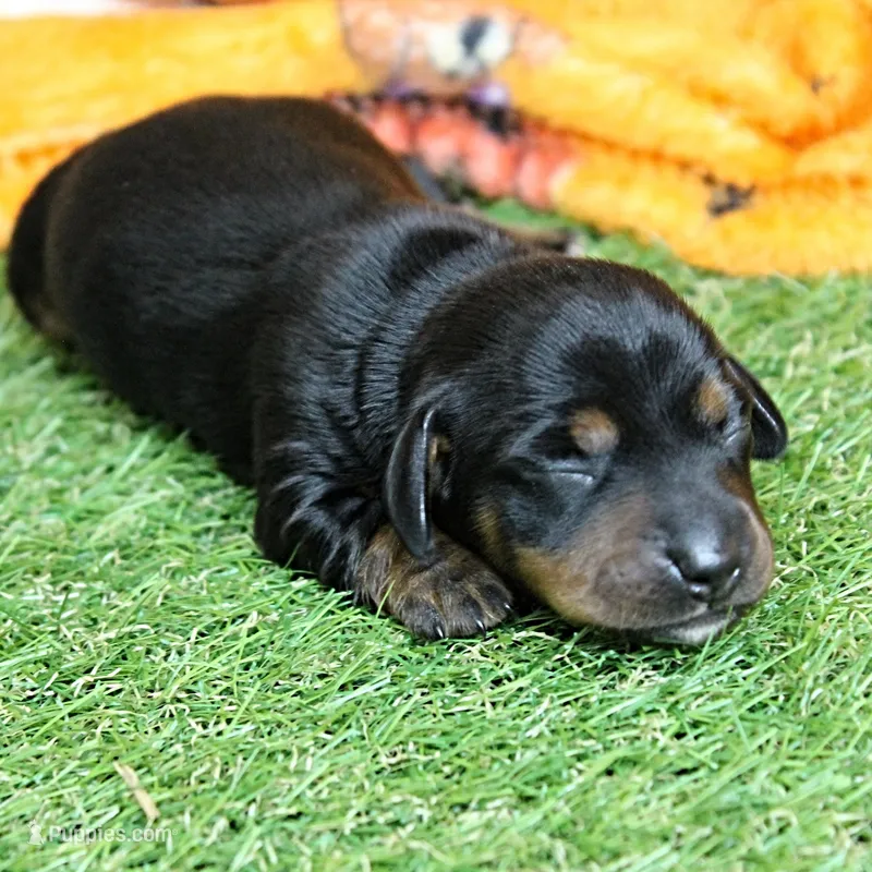 AKC Harleys Black & Tan Female Puppy 2 – Miniature Dachshund puppy for sale in Mount Olive, NC