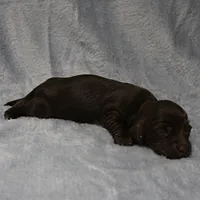 AKC Mae Mae's Chocolate Female Puppy 1, a female Miniature Dachshund for sale in Mount Olive, NC – 3 of 10