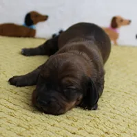 AKC Robin's Red Male Puppy 4, a male Miniature Dachshund for sale in Mount Olive, NC – 4 of 8