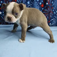 AKC Zoey's Blue & White Male Puppy 2, a male Boston Terrier for sale in Mount Olive, NC – 3 of 10