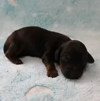 AKC Freckles Red with Black Tips Male Puppy 8, a male Miniature Dachshund for sale in Mount Olive, NC – 4 of 10