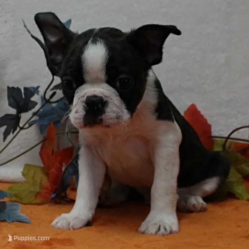 AKC Bubble's Black & White Male Puppy 2 – Boston Terrier puppy for sale in Mount Olive, NC