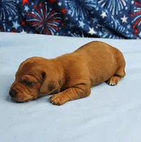 AKC Roxy's Red Shaded Dapple Male Puppy 1, a male Miniature Dachshund for sale in Mount Olive, NC – 6 of 10