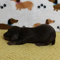 AKC Robin's Chocolate Female Puppy 2, a female Miniature Dachshund for sale in Mount Olive, NC – 5 of 10