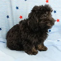 Twinkle's Black Male Puppy 5, a male Cockapoo for sale in Mount Olive, NC – 8 of 9
