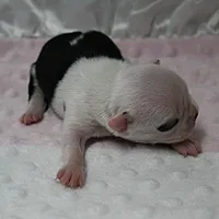 AKC Polly's White Face Female Puppy 3, a female Boston Terrier for sale in Mount Olive, NC – 7 of 10