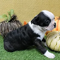AKC Polly's Black & White Male Puppy 5, a male Boston Terrier for sale in Mount Olive, NC – 5 of 9