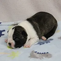 AKC Puddin's Black & White Brindle Male 2, a male Boston Terrier for sale in Mount Olive, NC – 7 of 10
