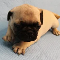    AKC Mandy's Fawn Male Puppy 2, a male Pug for sale in Mount Olive, NC – Photo 5 of 10