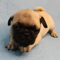    AKC Mandy's Fawn Male Puppy 2, a male Pug for sale in Mount Olive, NC – Photo 4 of 10