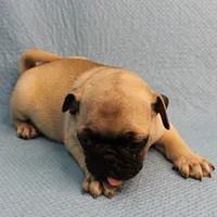   AKC Mandy's Fawn Male Puppy 2, a male Pug for sale in Mount Olive, NC – Photo 7 of 10