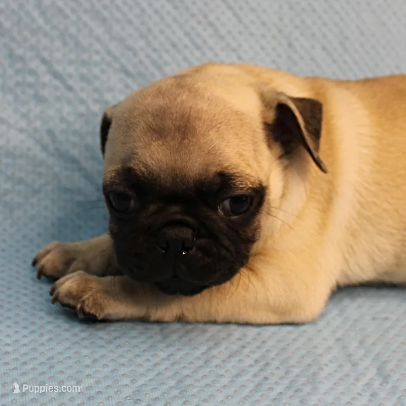    AKC Mandy's Fawn Male Puppy 2 – Pug puppy for sale in Mount Olive, NC