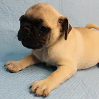    AKC Mandy's Fawn Male Puppy 2, a male Pug for sale in Mount Olive, NC – Photo 9 of 10