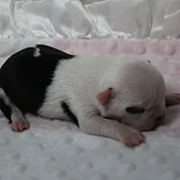 AKC Polly's White Face Female Puppy 3, a female Boston Terrier for sale in Mount Olive, NC – 10 of 10
