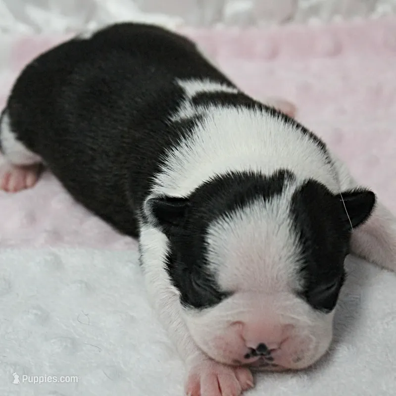 AKC Polly's Black & White Female Puppy 2 – Boston Terrier puppy for sale in Mount Olive, NC