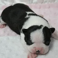 AKC Polly's Black & White Female Puppy 2, a female Boston Terrier for sale in Mount Olive, NC – 1 of 7