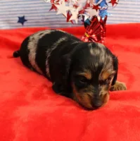 AKC Sallie's Black & Silver Dapple, Long Coat Male Puppy 4, a male Miniature Dachshund for sale in Mount Olive, NC – 4 of 10