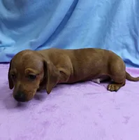 AKC Roxy's Red Shaded Dapple Male Puppy 1, a male Miniature Dachshund for sale in Mount Olive, NC – 4 of 9