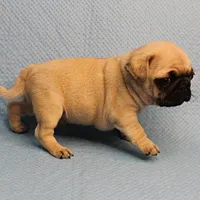 AKC Mandy's Fawn Male Puppy 4, a male Pug for sale in Mount Olive, NC – Photo 8 of 10