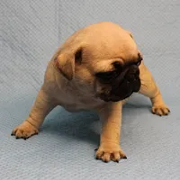 AKC Mandy's Fawn Male Puppy 4, a male Pug for sale in Mount Olive, NC – Photo 4 of 10