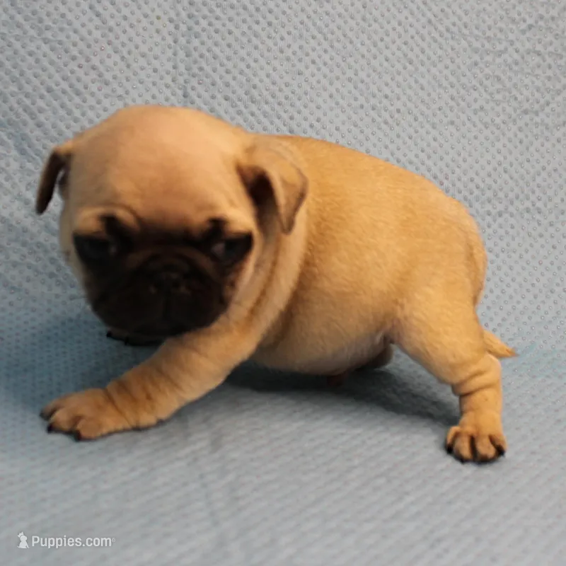 AKC Mandy's Fawn Male Puppy 4 – Pug puppy for sale in Mount Olive, NC