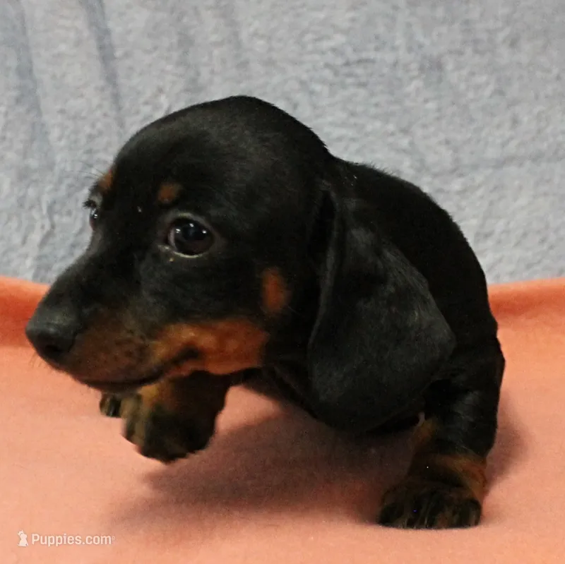 AKC Robin's Black & Tan Female Puppy 3 – Miniature Dachshund puppy for sale in Mount Olive, NC