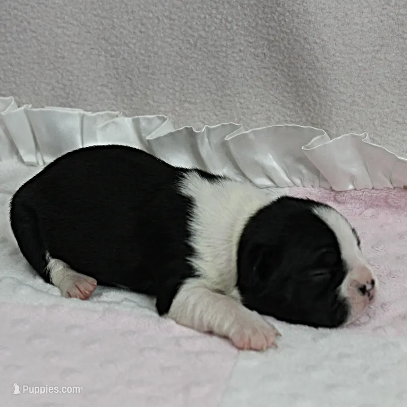 AKC Puddin's Black & White Female Puppy 1 – Boston Terrier puppy for sale in Mount Olive, NC