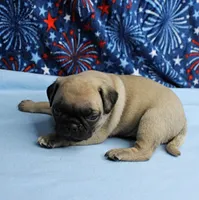AKC Candy's Fawn Male Puppy 3, a male Pug for sale in Mount Olive, NC – 6 of 10
