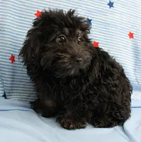 Twinkle's Black Male Puppy 5, a male Cockapoo for sale in Mount Olive, NC – 7 of 9