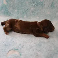 AKC Freckles Chocolate & Tan Dapple Female Puppy 5, a female Miniature Dachshund for sale in Mount Olive, NC – 8 of 10
