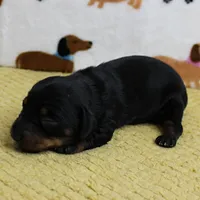 AKC Robin's Black & Tan Female Puppy 3, a female Miniature Dachshund for sale in Mount Olive, NC – 6 of 10