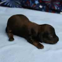 AKC Taylor's Red Sable Male Puppy 1, a male Miniature Dachshund for sale in Mount Olive, NC – 2 of 8