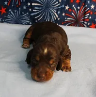 AKC Heidi's Chocolate & Tan Male Puppy 4, a male Miniature Dachshund for sale in Mount Olive, NC – 6 of 10