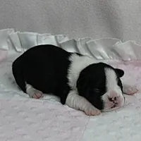 AKC Puddin's Black & White Female Puppy 1, a female Boston Terrier for sale in Mount Olive, NC – 2 of 10