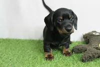 AKC Maggie's Black & Tan Male Puppy 3, a male Miniature Dachshund for sale in Mount Olive, NC – 4 of 10